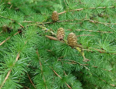 Модрина даурська (гмеліна) Принца Руппрехта Larix gmelinii var. Principis  Rupprechtii - купити декоративні та хвойні рослини з доставкою по Україні в  магазині Добродар