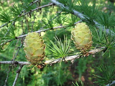 Модрина на штамбі (висота 2,2м) лат. \"Larix decidua\"- хвойне листопадне  дерево. - GoldForest