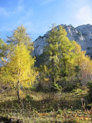 Модрина — Вікіпедія