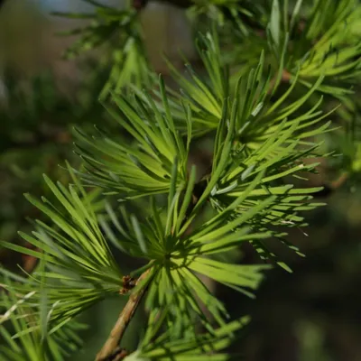 Модрина європейська Пендула. (Larix decidua Pendula) ШТАМБ 200см купити в  інтернет-магазині ЦВІТСАД з доставкою по Україні