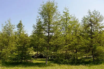 Larix kaempferi 'Diana', Модрина японська 'Діана'|landshaft.info