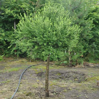 Модрина європейська Пендула на штамбі (Larix decidua Pendula)