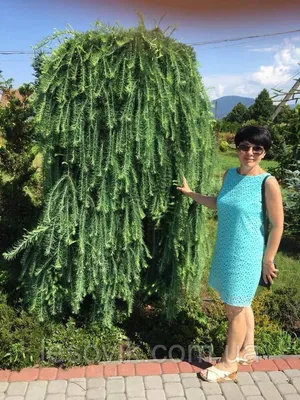 Модрина кемпфера 'Діана' - Larix kaempferi 'Diana', Larix - Модрина:  Рослини від Galsad для вашого саду