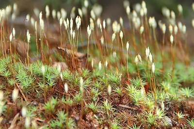 Зеленый мох кукушкин лен - 70 фото