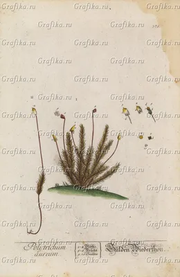 Кукушкин лён (Polytrichum commune)