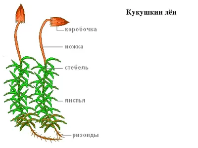 Кукушкин лен обыкновенный | Общественная организация \"Белорусский зеленый  крест\"