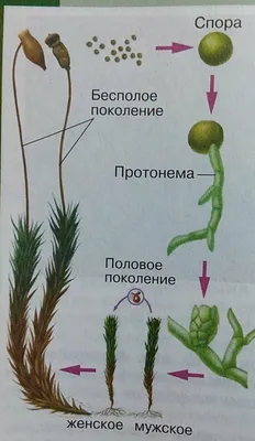 Кукушкин лён -- разные виды мхов из рода Polytrichum (Эйзенбергер Николаус  Фридрих, 1757) — гравюры и репродукции на Grafika.ru