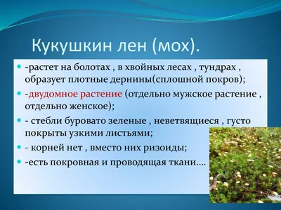 Мхи: особенности, строение, размножение, представители | 5 класс