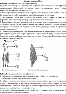 Купить мох «Кукушкин лён» по цене 380 ₽ с доставкой со склада в Москве