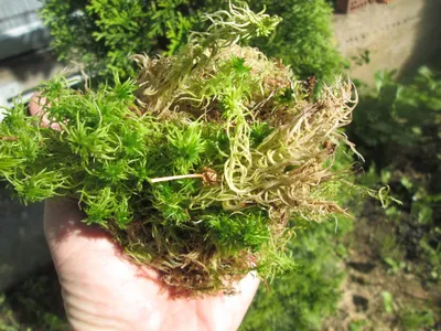 как выращивать мох сфагнум в домашних условиях. How to grow spagnum moss