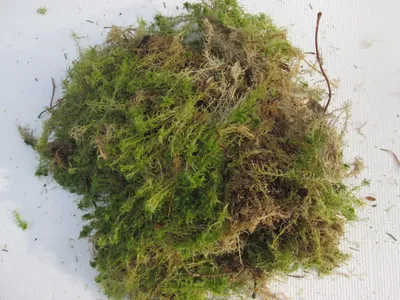 Мох сфагнум сушений 1 л Drymoss (ID#1711473450), цена: 38 ₴, купить на  Prom.ua