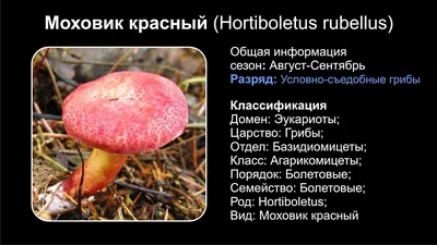 Моховик красный (лат. Hortiboletus rubellus)