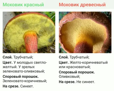 🍄 Моховик красный (Xerocomus rubellus) — Съедобные и условно съедобные  грибы, описание, фото | LePlants.ru