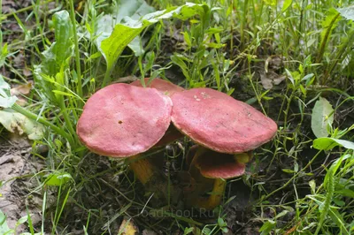 Hortiboletus (Xerocomus) rubellus, Моховик красный