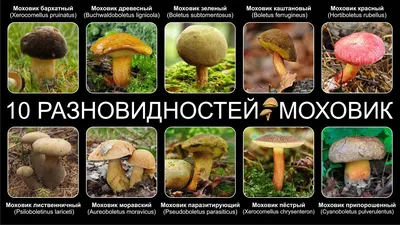 Моховик красный (Hortiboletus rubellus) фотографии, видео и истории