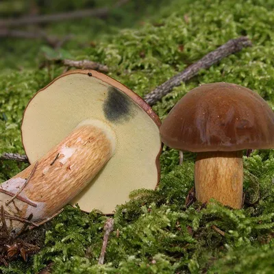 Моховик красный (Hortiboletus rubellus) фотографии, видео и истории