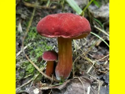 Моховик красный (Hortiboletus rubellus). Фото на сайте \"Грибы Калужской  области\"