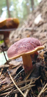 Моховик красный (Hortiboletus rubellus). Фото на сайте \"Грибы Калужской  области\"