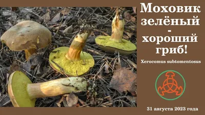 Моховик красный (Hortiboletus rubellus) - грибы России