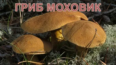 Моховик зелёный - хороший гриб! Xerocomus subtomentosus. - YouTube