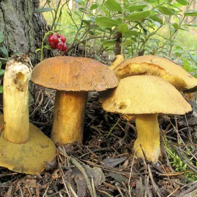 Моховик красный — внешний вид гриба, фото и описание
