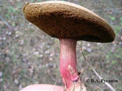 Моховик красный (Hortiboletus rubellus). Фото на сайте \"Грибы: информация и  фотографии\"