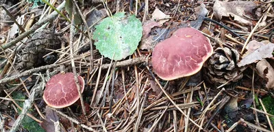 Фотокаталог грибов: Моховик красный (Hortiboletus rubellus)