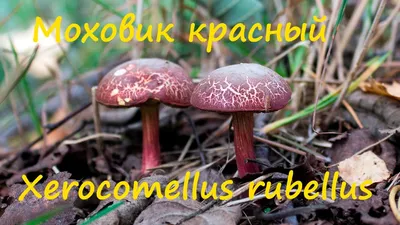 Моховик красный съедобный - 55 фото