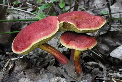 Моховик красный (Hortiboletus rubellus) фото и описание