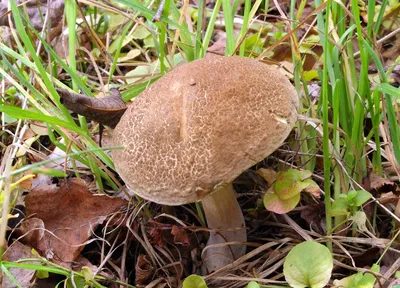 Гриб моховик - описание и фото, как выглядит ложный моховик | Грибы,  Рецепты, Дикие грибы