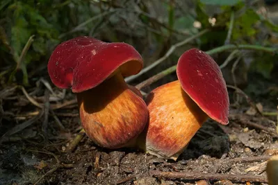 Моховик красный (Hortiboletus rubellus) - YouTube