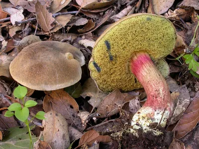 Грибы Польский гриб, Моховик каштановый - «Моховик и его разнообразие, а  также что я с ними делаю и где искать прелестный грибочек?» | отзывы