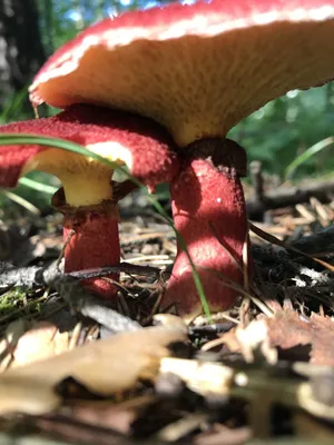 Моховик красный — описание гриба, где растет, похожие виды, фото
