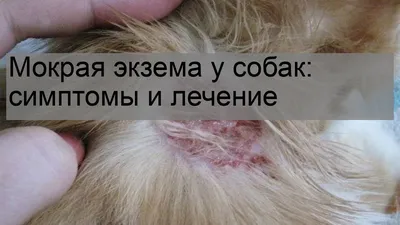 Мокрая экзема у собак лечение (58 фото) - картинки sobakovod.club