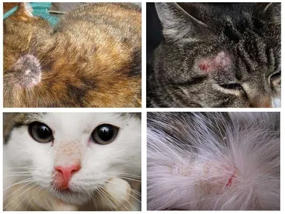 Лишай у кошек: 🐈 симптомы и лечение болезни, виды и лекарства