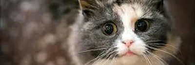 Лишай у кошек: как выглядит, признаки, чем лечить, виды