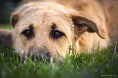 Мокнущий лишай у собак: симптомы и признаки, как вылечить