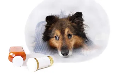 Лишай у собаки: признаки и лечение | PetGlobals.com