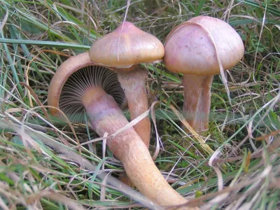 Мокрухи грибы фото фото