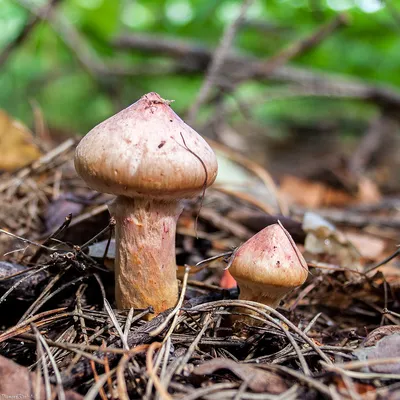 Мокруха пурпуровая (Chroogomphus rutilus) – Грибы Сибири