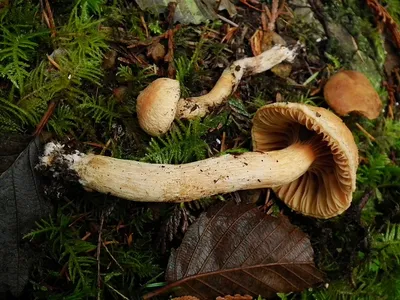 Мокруха: урожайный и вкусный гриб-поработитель | Это грибы! | Дзен