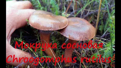Мокруха еловая, Gomphidius glutinosus | Пикабу