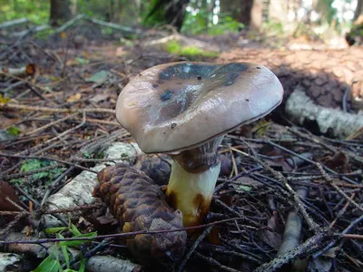 Мокруха чернеющая (лат. Gomphidius nigricans)