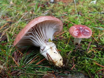 Мокруха пурпуровая (Chroogomphus rutilus) - грибы России