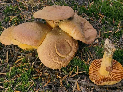 Виды грибов, за которые грозит штраф 1 млн или тюрьма. Полный список с фото  | Природа | Общество | Аргументы и Факты