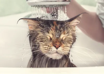 смешной серый персидский кот в душе или ванной. мыть кота в салоне с  грумерами. концепция гигиены. мокрый кот. Стоковое Изображение -  изображение насчитывающей гигиена, юмористика: 258265551