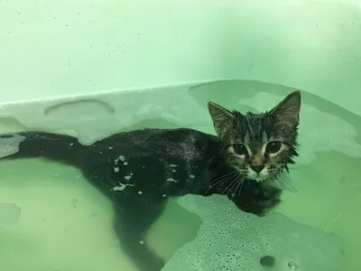 5 причин, почему кошки ненавидят воду - Purina.ru