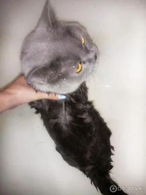 Котик мокрый кот с большими …» — создано в Шедевруме