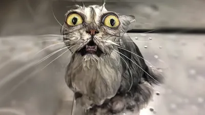 котик в полотенце. мокрый кот после купания в синем полотенце. Маны держат  мокрую кошку в ванной Стоковое Изображение - изображение насчитывающей  серо, любимчик: 240025151
