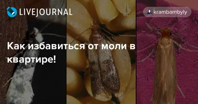 Средство от моли Mole Repellent . - YouTube